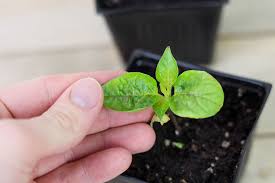 Aphids are tiny green bugs that find their way into almost every garden. Pepper Plant Leaves Curling Why And How To Treat Pepper Geek