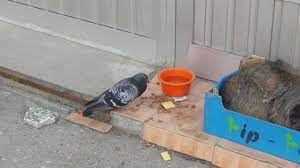 Pigeon Steals Food From The Dog Youtube