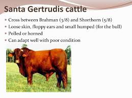Maybe you would like to learn more about one of these? Ppt Beef Cattle Breeds Powerpoint Presentation Free Download Id 7048279