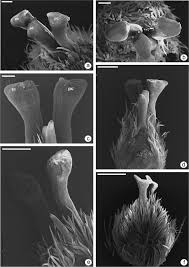 Image result for Flabellariopsis acuminata