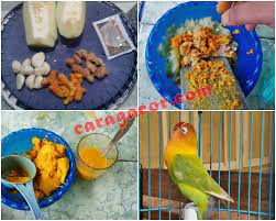 3 racikan pakan jamu tradisional untuk lovebird agar ngeke panjang. Cara Buat Doping Jtj Agar Lovebird Rajin Ngekek Panjang Cara Gacor