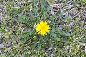 I love this reciepe because of the sweet, sour benefit with the dandelions we picked. Dandelion Benefits And Organic Control Harvest To Table