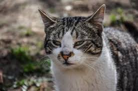 What are the symptoms of cancer in cats? Stomach Cancer Symptoms In Cats Stage 2 Stomach Cancer Treatment Cancer News Update It S Probably Half The Rate That We See In Dogs