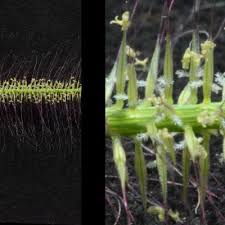 Image result for Perotis patens