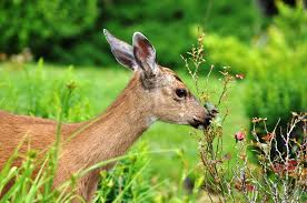 Lime prickly ash, bluewood condalia. Do Deer Eat Roses Prevention Guidelines For Your Garden