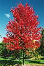This specimen tree will stand out in any garden or landscape. Autumn Blaze Maples Versus Other Maples Landscape Architecture Llc