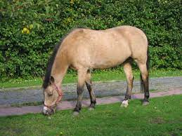 Horses collague fast run isolated. Buckskin Horse Wikipedia