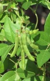 Image result for Vigna membranacea