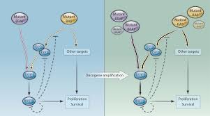 Image result for MEK Inhibitor