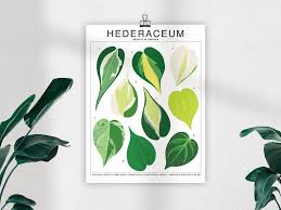 Hederaceum Plant Species Unframed Poster Houseplant Artwork Etsy In 2020 Plant Species House Plants Plant Illustration