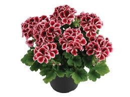 Képtalálat a következőre: „angol”