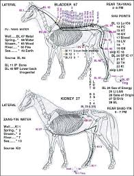 Pin On Horse Health