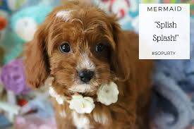 Shiba inu puppies available for sale now 🐕. Cavachon And Cavapoo Puppies For Sale By Foxglove Farm Cavachon Cavapoo