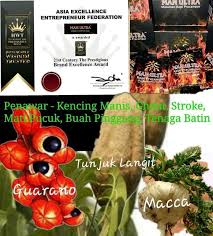 Bubuk buah ini bisa diminum bersama dengan air hangat untuk meringankan sembelit. Herba Adalah Penawar Pelbagai Penyakit Buah Tunjuk Langit