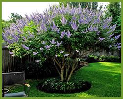Maybe you would like to learn more about one of these? Top Trees For Purple Flowers In Spring And Summer