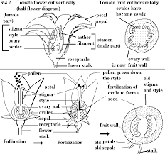 All tomato flowers have both female and male parts, known as being monoecious. Diagram Of A Tomato Blossom Tomato Garden Pollination Garden News