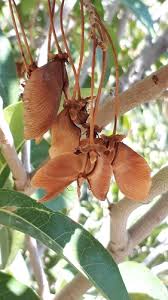 Image result for Acridocarpus chloropterus