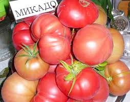We did not find results for: Characteristics Of Tomato Variety Mikado Pink Farmer