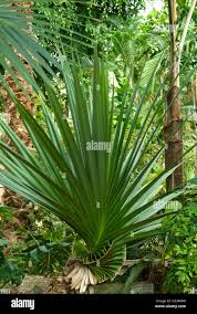 Image result for Pandanus utilis