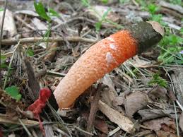 Image result for Mutinus elegans