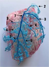 The coronary arteries are the arterial blood vessels of coronary circulation, which transport oxygenated blood to the heart muscle. Topography Of Coronary Arteries And Their Ramifications In The Goat Springerlink