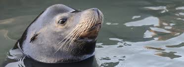 So not even penguins, which can escape onto beaches and ice floes, are safe from their 16.12.2020 · great white shark vs sea lion. Kids Sea Lion Facts Dolphin Research Center