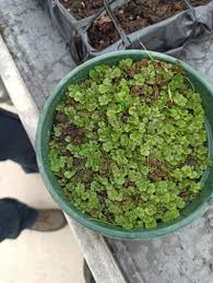 Image result for Azolla