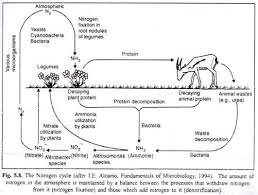 5 stages of nitrogen cycle with diagram