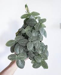 Fittonia Aka Nerve Plant From The Collection Of Hbdork These Beauties Thrive With Bright Indirect Light And Consisten Nerve Plant Plants Flowers Perennials