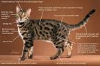 Bengal Cat Breed Infos | Get to Know the Breed | Bengalcats.co