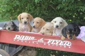 362 results for dachshund puppies for sale. Home Louie S Miniature Dachshunds