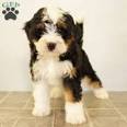 Bernedoodle Puppies for Sale | Lancaster Puppies
