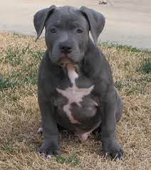 I Am A Big Beefy Boy Blue Nose Pitbull Puppies Blue Nose Pitbull Pitbull Puppies