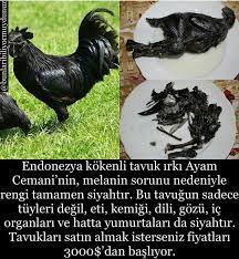 sena nur adli kullanicinin bilgi panosundaki pin hayvan bilimi hayvan bilgi alintilari