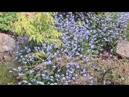 Check spelling or type a new query. Adding Color To The Garden With Forget Me Nots Youtube