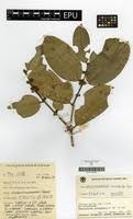 Image result for Cassipourea congoensis