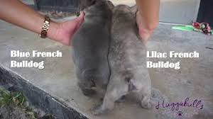 Its only difference is their coat and eye colors, the reason why people breed and buy them. What Is A Lilac French Bulldog A French Bulldog