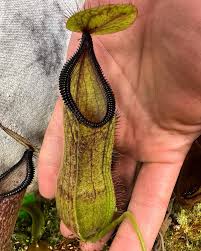 Image result for Nesaea heptamera