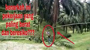 Maybe you would like to learn more about one of these? Potong Buah Pokok Tinggi Youtube