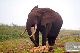 Image result for Floscopa africana