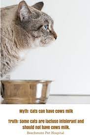 Just Like People Cats Can Be Lactose Intolerant The Most Common Symptom Of Lactose Intolerance In Cats Is Diarrhea Cats Do Not Ne Cats Animal Hospital Myths