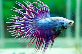 Siamese Fighting Fish Green Lavender Dragon Crown Tail Betta Splendens Betta Fish Betta Betta Fish Tank