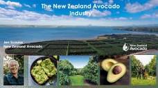 NZ Avocado industry overview - YouTube