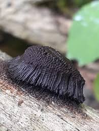 Image result for Stemonitis splendens