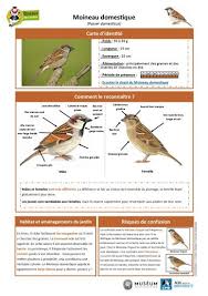 Moineau Domestique Www Oiseauxdesjardins Fr En 2020 Oiseaux Des Jardins Oiseaux Faune Et Flore