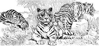 You can use our amazing online tool to color and edit the following tiger coloring pages. Drawing Tiger 13691 Animals Printable Coloring Pages