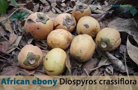 Image result for Diospyros crassiflora