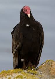 Black Birds With Red Heads Pinterest