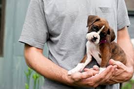 It's important to begin by clearing something up. Choosing A Boxer 5 Steps For Picking The Right Pup Boxer Dog Diaries