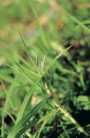 Check spelling or type a new query. Lawn Care Agriculture And Food